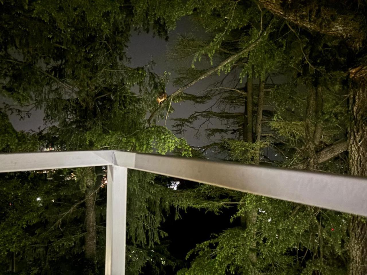 Hotel Jakhu Heights シムラー エクステリア 写真